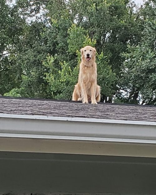 Пёс на крыше. Внимание и слава гарантированы!
