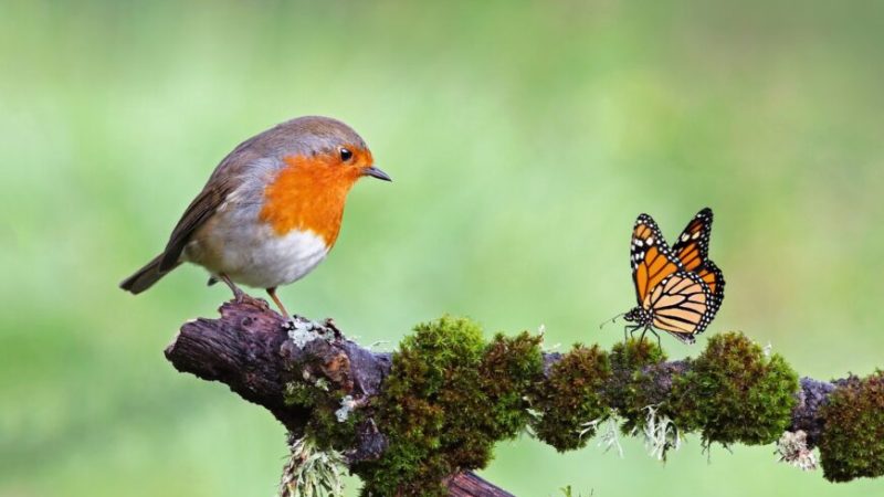 Нам трудно представить, что многому можно научиться у птиц, но мы ошибаемся. Жить легко, наслаждаясь жизнью — это действительно для птиц. (Fercast/Shutterstock) | Epoch Times Россия