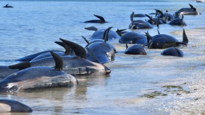 На острова Новой Зеландии снова выбросилось около 500 китов-лоцманов. В чём причина?