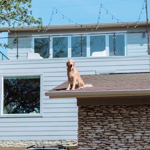 Пёс на крыше. Внимание и слава гарантированы!