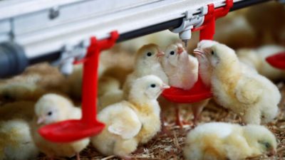 На птицефермах Франции возродился птичий грипп, повышен уровень тревоги