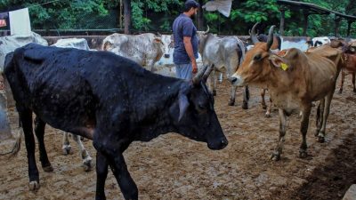 Бугорчатая кожа: в Индии от вируса погибло 100 тысяч голов крупного рогатого скота. Что ожидает жителей?