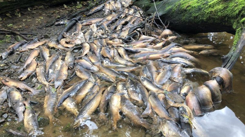 Мёртвая рыба в реке Никас на территории Хейлтсук, Британская Колумбия, на снимке, предоставленном Сарой Мунд. (The Canadian Press/Sarah Mund) | Epoch Times Россия