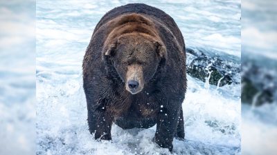 «Неделя жирного медведя»: объевшийся лососем бурый гигант объявлен чемпионом ежегодного конкурса