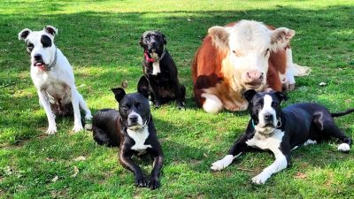 Стая собак стала новой семьёй маленького быка