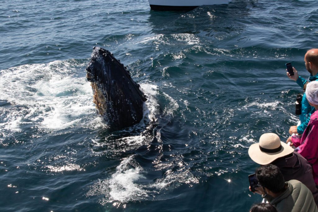 Троица китов полчаса развлекала туристов-фотографов на судне