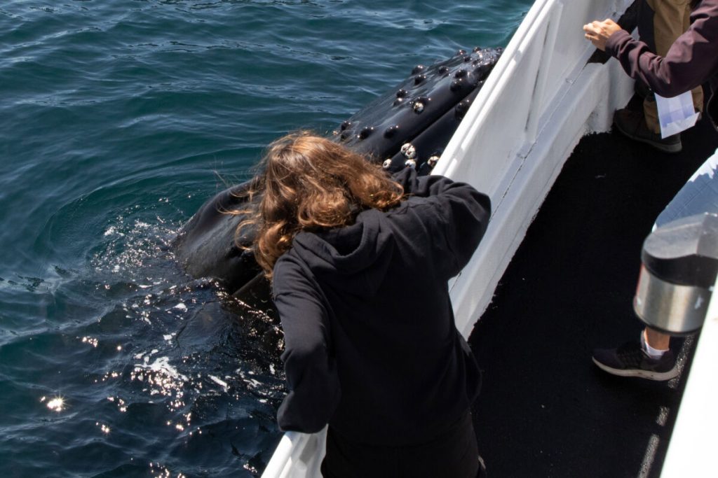 Троица китов полчаса развлекала туристов-фотографов на судне