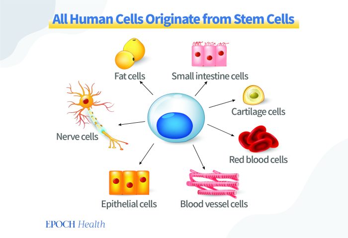 Продукты, повышающие количество стволовых клеток и регенерацию клеток