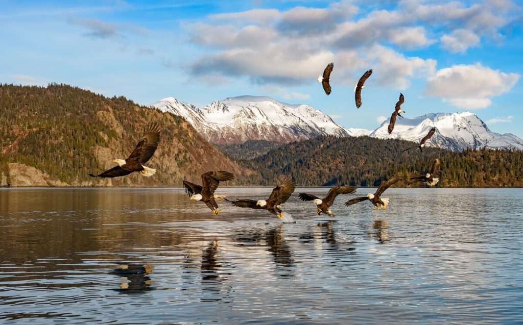Фотограф снимает охоту белоголовых орланов из морей Аляски