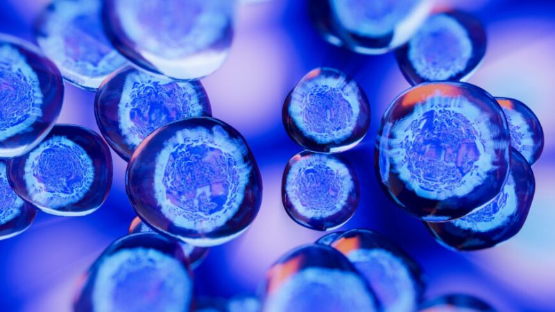 Стволовые клетки вступают в игру, когда необходимо восстановить клетки, повреждённые в результате различных заболеваний и травм. (Shutterstock) | Epoch Times Россия