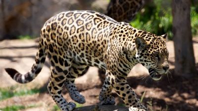 В индийском штате Ассам леопард терроризирует людей. Пострадали 15 человек