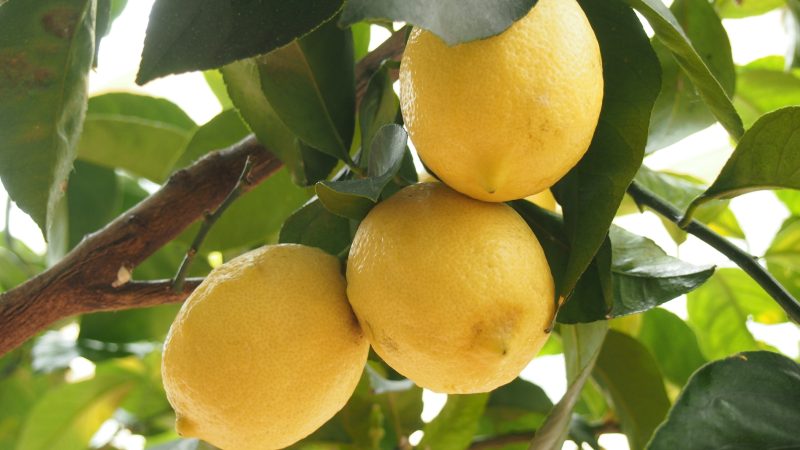 Когда жизнь преподносит вам лимоны