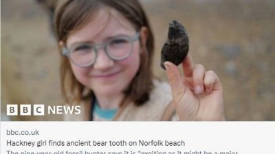 Школьница нашла на пляже зуб медведя возрастом 700 тысяч лет