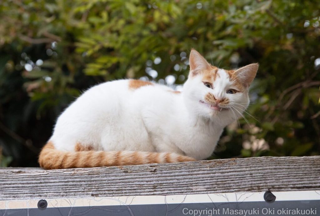 Эти непосредственные и милые кошки Японии