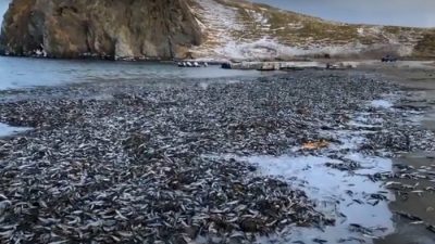 Побережье Кунашира засыпано тоннами сардин, погибших от термошока (Видео)