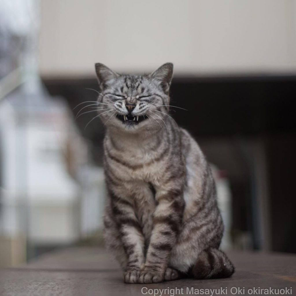 Эти непосредственные и милые кошки Японии