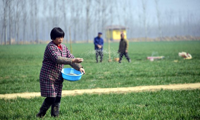 Китайские фермеры работают на пшеничном поле в уезде Чипин, провинция Шаньдун, Китай, 15 марта 2017 года. (STR/AFP/Getty Images)
 | Epoch Times Россия