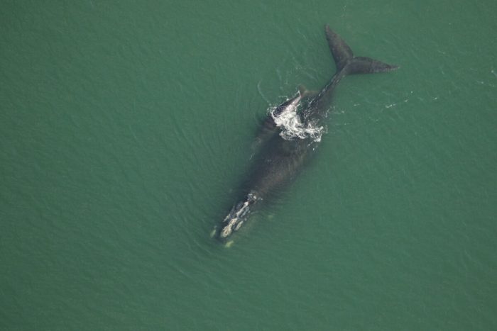 Встречайте первых детёнышей гладких китов в этом сезоне — но для 70 репродуктивных самок это слишком мало