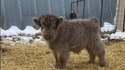 Как бычок Теодор встретил первую рождествескую ёлку