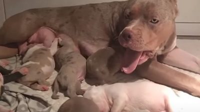Собака-рекордсменка родила 17 щенят американского булли. Видео