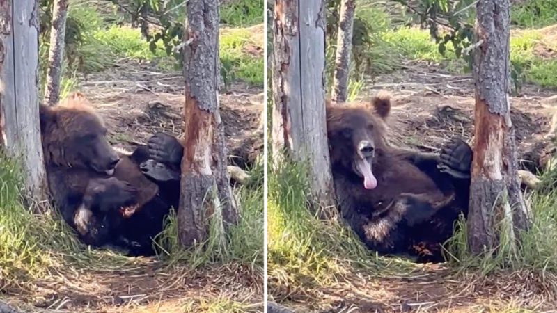 Посмотрите на милого медвежонка, ждущего, когда мама поймает и принесёт ему лосося на обед (CourtesyofJonKuiper) | Epoch Times Россия