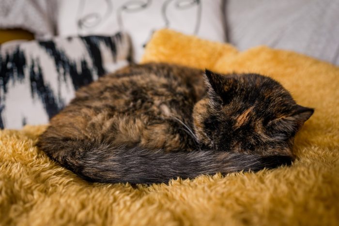 Самая старая из ныне живущих кошек Флосси попала в Книгу рекордов Гиннесса в возрасте 26 лет, что (равно) эквивалентно 120 человеческим годам