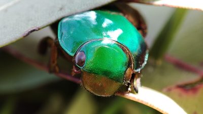 Как жуки сохраняют прохладу в условиях жгучего солнца