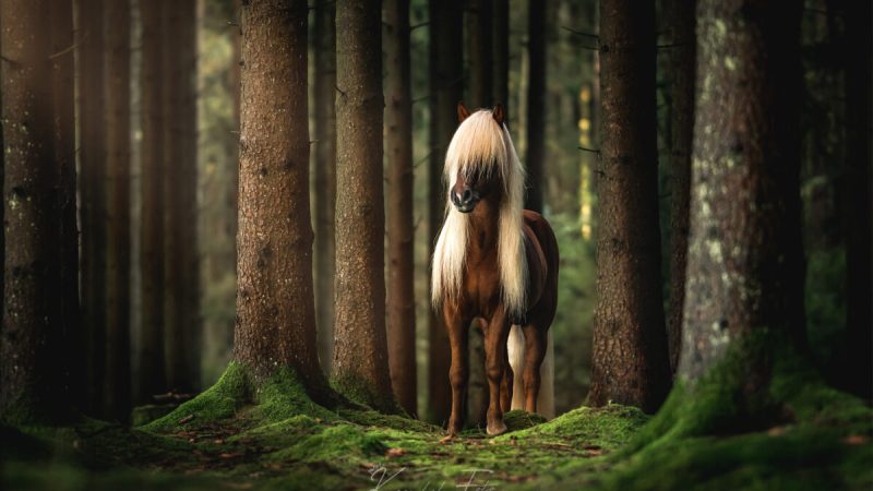 Исландские лошади: фотографии одной из самых древних и чистых пород лошадей в мире