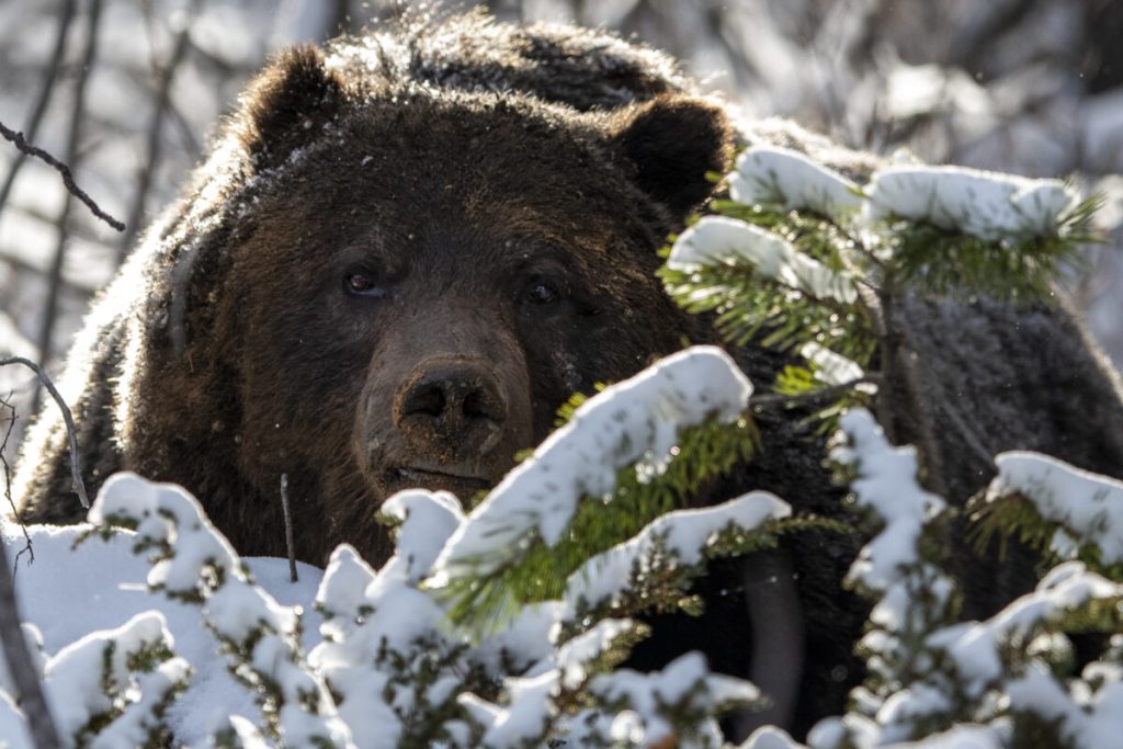 Фотограф обнаружил в лесу знаменитого медведя гризли по кличке Босс и начал снимать…