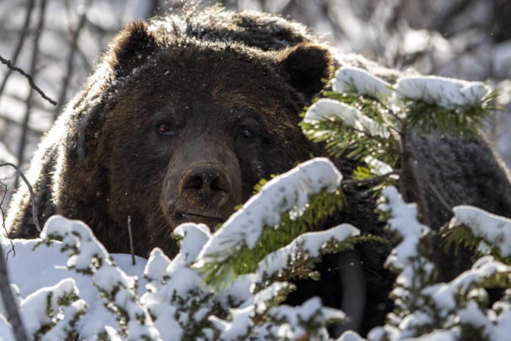 Bossy bear. Популярный медведь. Известные медведи. Известный Медвежонок. Медведь Гризли.