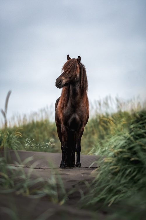 Исландские лошади: фотографии одной из самых древних и чистых пород лошадей в мире