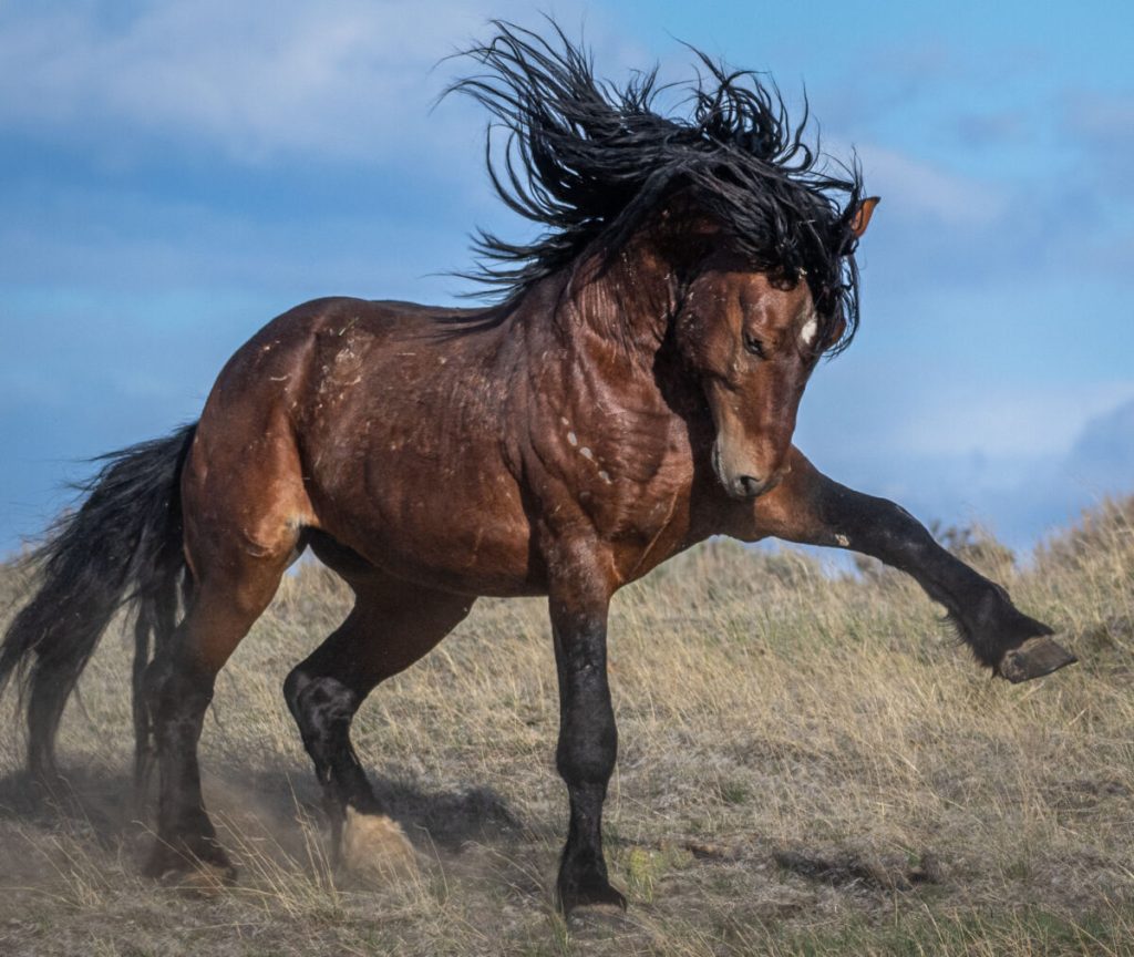 Фотограф бросает вызов змеям и жаре в Аризоне, чтобы сделать невероятные снимки диких лошадей