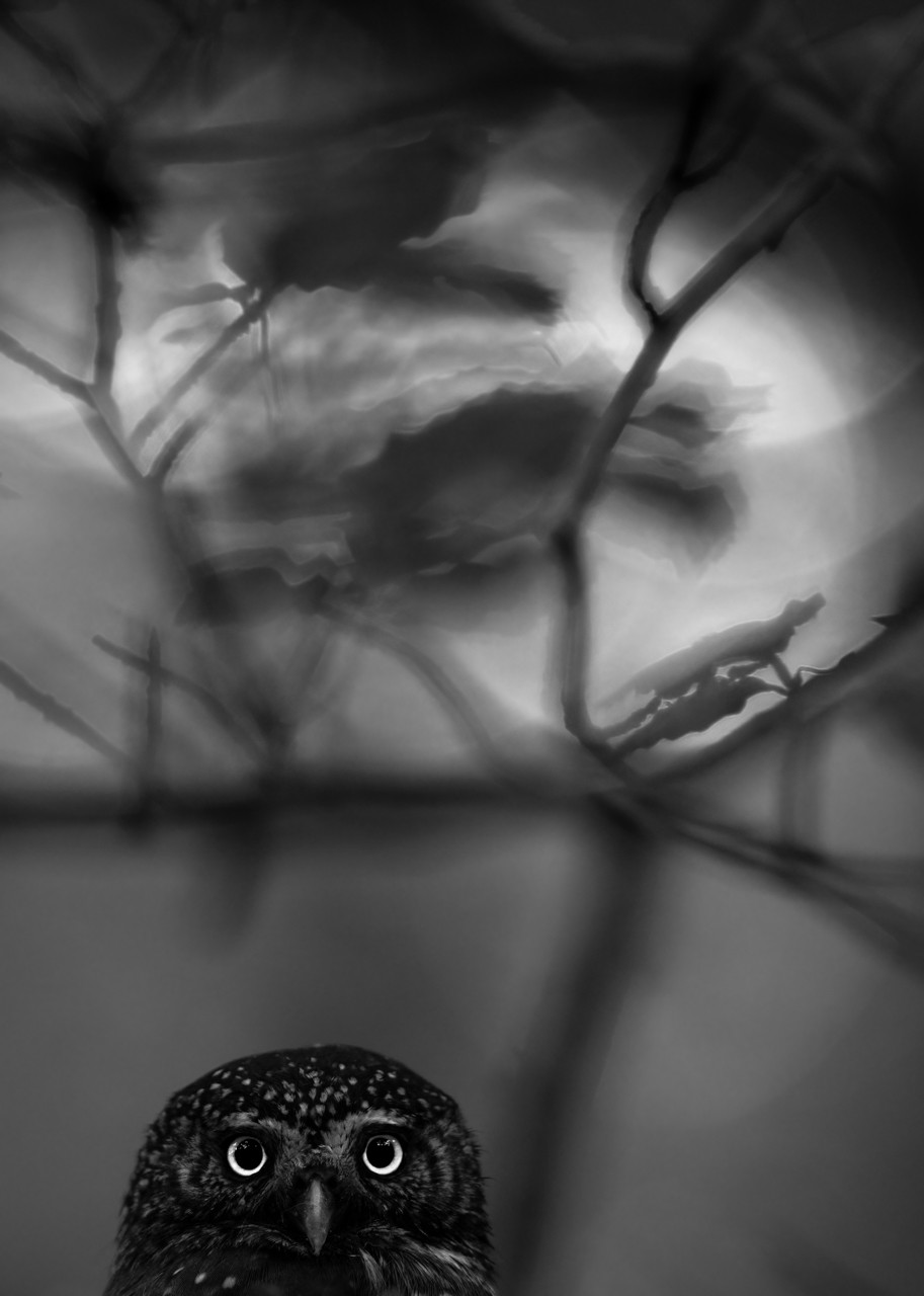 Представляем фотошедевры победителей конкурса Nature Talks