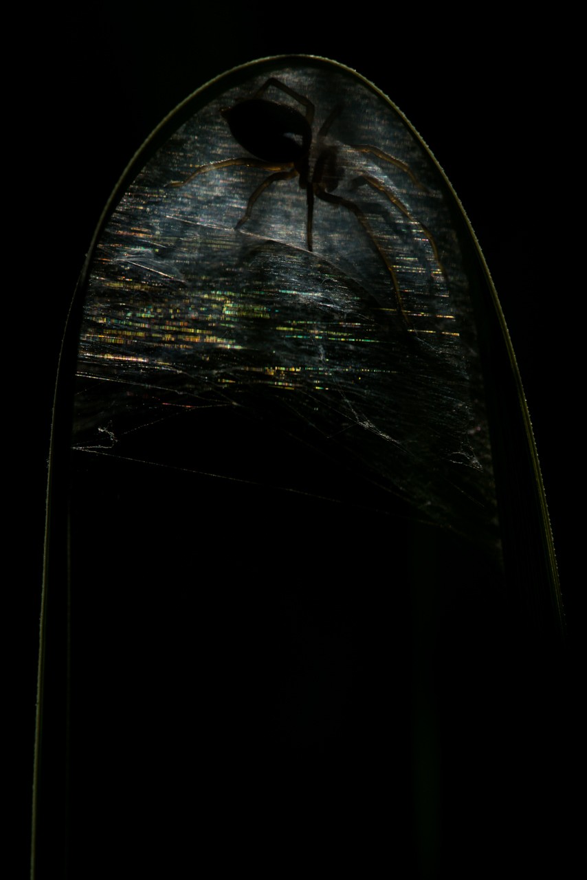 Представляем фотошедевры победителей конкурса Nature Talks