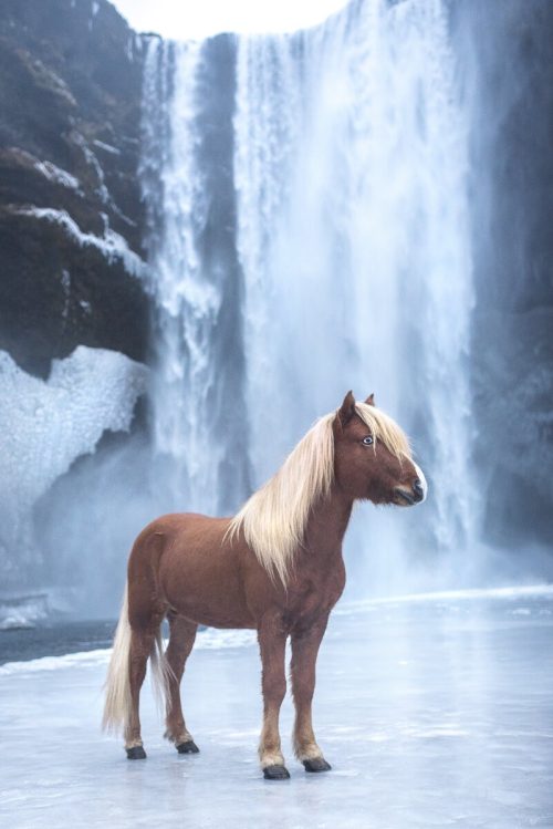 Фотограф делает завораживающие снимки исландских лошадей