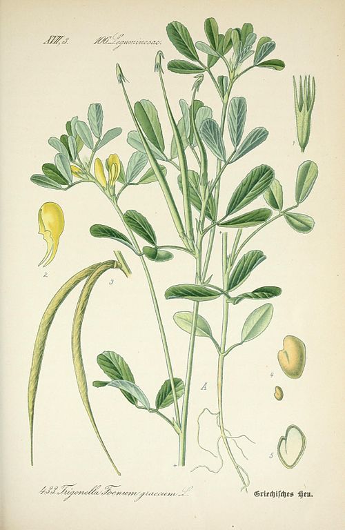 Ботаническая иллюстрация пажитника из «Флоры Германии доктора Отто Томе» (1888). (PublicDomain)