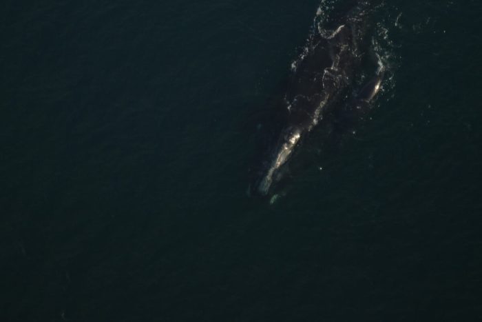 Встречайте первых детёнышей гладких китов в этом сезоне — но для 70 репродуктивных самок это слишком мало