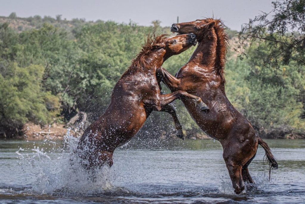 Фотограф бросает вызов змеям и жаре в Аризоне, чтобы сделать невероятные снимки диких лошадей
