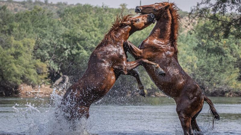 Фотограф бросает вызов змеям и жаре в Аризоне, чтобы сделать невероятные снимки диких лошадей Два жеребца ссорятся во время купания в Солёной реке в Аризоне. (Courtesy of Susan Goudge) | Epoch Times Россия