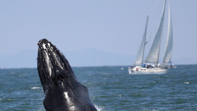 Горбатый кит возле парусного судна во время экскурсии по наблюдению за китами судна Superfish у побережья Сан-Франциско, 5 августа 2015 года. Горбатые киты, длина которых может достигать  15 метров, а вес - 40 тонн, питаются анчоусами и скумбрией в море. Компания San Francisco Whale Tours предлагает круглогодичное наблюдение за китами; эта поездка проходила примерно в 10 км от моста Золотые Ворота. (CourtesyofJaneTyska/BayAreaNewsGroup/TNS) | Epoch Times Россия