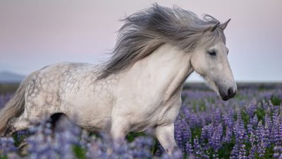 Фотограф делает завораживающие снимки исландских лошадей