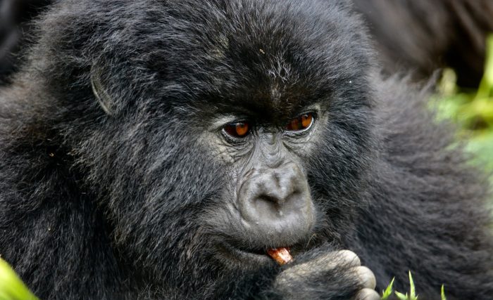 Нежные гориллы, африканские аборигены, сюрреалистические пейзажи: объявлены победители конкурса «Сафари-фотограф года 2022»