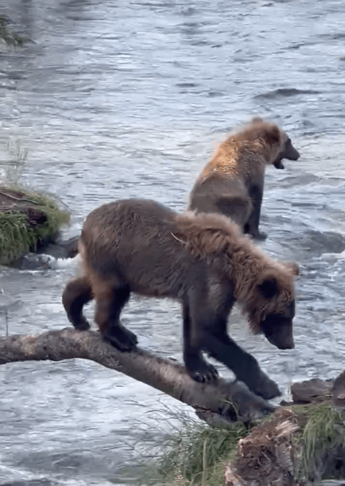 Посмотрите на милого медвежонка, ждущего, когда мама поймает и принесёт ему лосося на обед