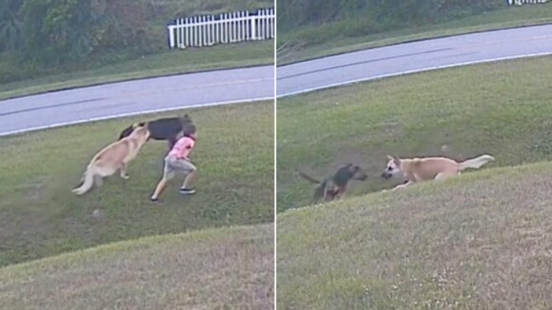 На 6-летнего мальчика (слева) нападает соседская собака (справа) (Screenshot/Newsflare) | Epoch Times Россия