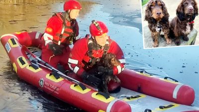 Щенок кокер-спаниеля настырно тянул хозяйку к озеру: там случилась беда