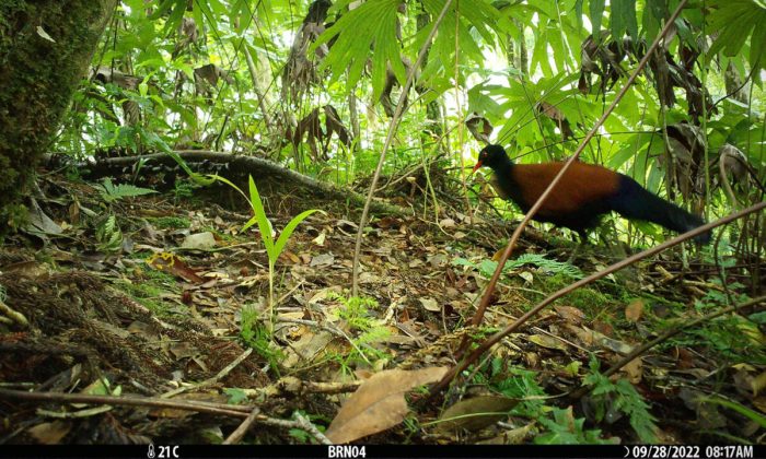 Редчайший разноцветный голубь снят на камеру впервые за 140 лет в Папуа-Новой Гвинее