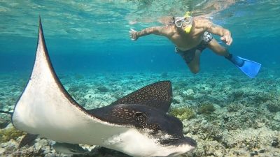 70-летний ныряльщик проплыл в метре от огромного смертоносного ската (видео)