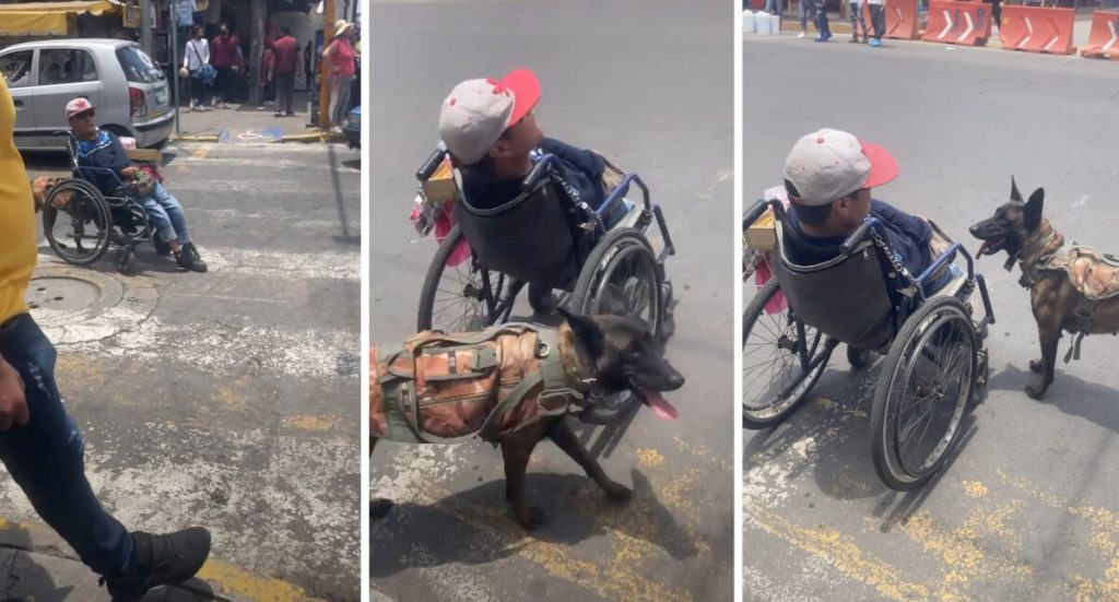Трогательное отношение собаки к инвалиду-колясочнику