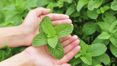 Приготовление исцеляющей пищи: лечебные свойства мяты