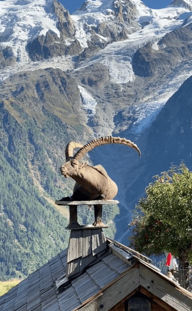 Альпийские горные козлы вальяжно отдыхают на дымоходах коттеджей